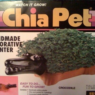 Profile Picture of Cha Cha Cha Chia (@ChaChaChiaGator) on Twitter