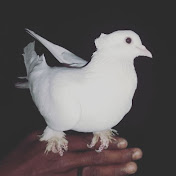 Profile Picture of Kiran Rathod  (@Kiranrathodkabutarking) on Youtube