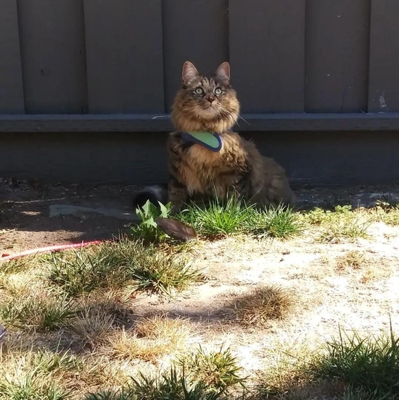 Profile Picture of Brianna Maciel (@boobles69) on Poshmark