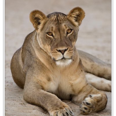 Profile Picture of Ina Diener (@InaDiener) on Twitter