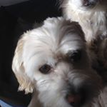 Profile Picture of Michael (@aussietassie) on Instagram