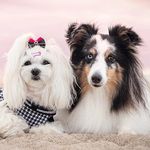 Profile Picture of Take a Paw Team - Nela & Kiara (@takeapawteam) on Instagram