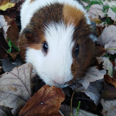 Profile Picture of Chip Flavored Berry (@Leia70125987) on Twitter