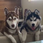 Profile Picture of Lilly e Marshall (@husky_lillymarques) on Instagram