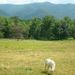 Profile Picture of Heather-Richard Pedigo (@heather1pedigo) on Pinterest