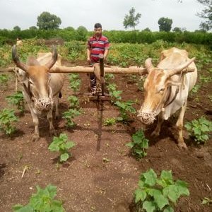 Profile Picture of Umesh Patil (@umeshpatil635) on Twitter
