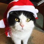 Profile Picture of Oliver-Toby (@olivertobycat) on Instagram