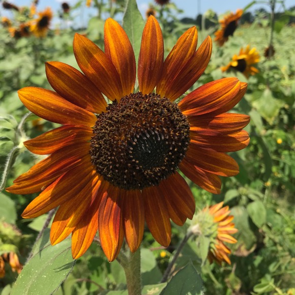 Profile Picture of Tina Stracner (@tinastracner) on Poshmark