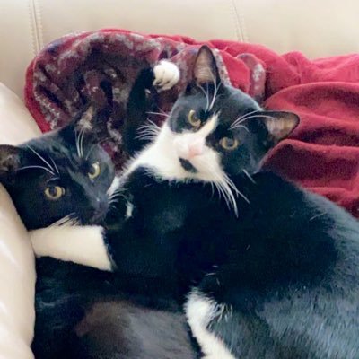 Brady & Julian’s Mews Of The Day 📰😻🐾🌈Cosmo🌈 - Twitter Profile Picture of Brady & Julian’s Mews Of The Day 📰😻🐾🌈Cosmo🌈 (@bostonsue) on Twitter