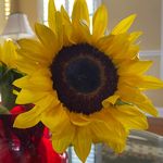 Profile Picture of Kathleen Cuddy-Egbert (@kathyc_e) on Instagram