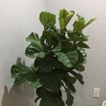 Profile Picture of Kim Arbuckle (@km_heureux) on Instagram