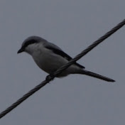 Profile Picture of Teus Tijsseling (@teustijsseling226) on Youtube