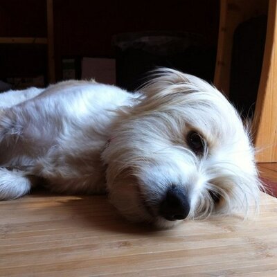 Profile Picture of Renate Fischer (@FischerRenate) on Twitter