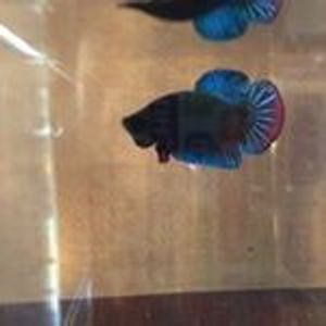 Profile Picture of Haha Kaka (@haha.kaka) on Myspace