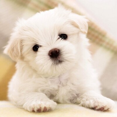 Profile Picture of Jennifer Mathis (@JenMathis_rms) on Twitter