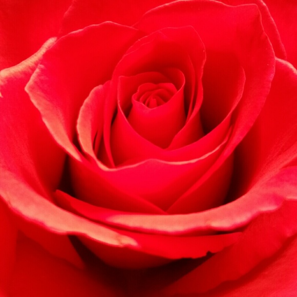 Profile Picture of Marisol Calvillo (@amcalvillo) on Poshmark