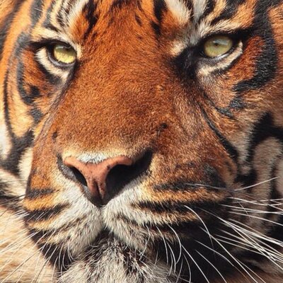 Profile Picture of JoeTornDoe (@JoeTornDoe) on Twitter