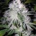 Profile Picture of james meiers (@blazen1357) on Pinterest