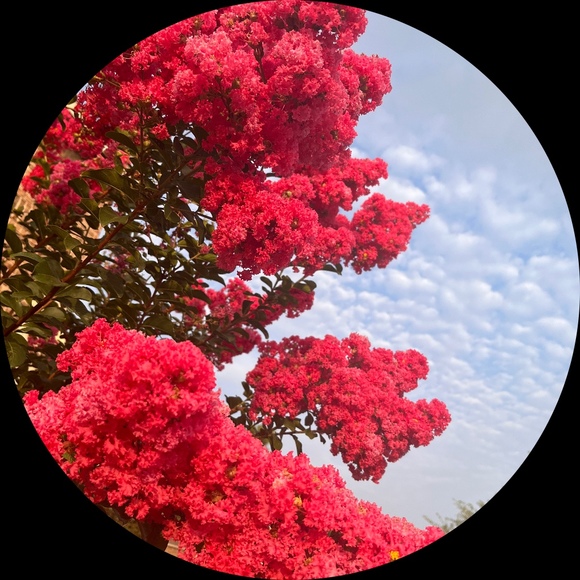 Profile Picture of Tn nguyen xuan Huong (@tnnguyenxuan) on Poshmark