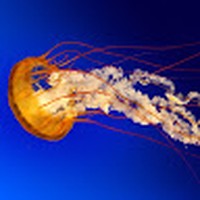 Profile Picture of Melvin Schneider (@melvin-schneider-5) on Quora