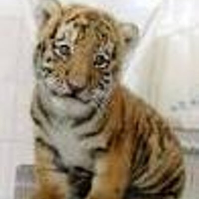 Profile Picture of Derek Harmon (@catman) on Twitter