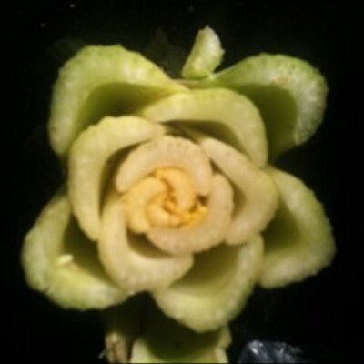 Profile Picture of Alex Veldhuizen (@ForeverHJP) on Twitter