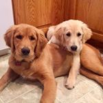 Profile Picture of Rudy & Bailey (@rudy.bailey_goldenretriever) on Instagram