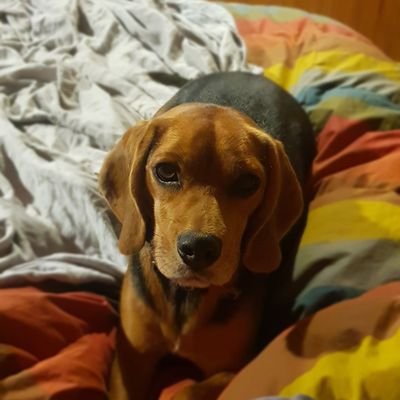 Profile Picture of Carol Ruiz Schroeder (@CarolRuizSchro1) on Twitter