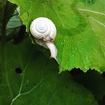 Profile Picture of BarbaraBartoli (@barbarabartolips) on Instagram