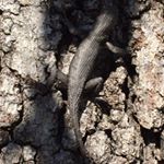 Profile Picture of Andrew (@andrewglace) on Instagram