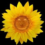 Tracy Shafer - Instagram Profile Picture of Tracy Shafer (@tshafer4510) on Instagram