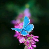 Profile Picture of Dennis Flora (@dennis-flora-1) on Quora