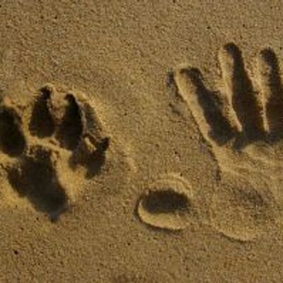 Profile Picture of Dennis Schenk (@doggys_in_china) on Twitter