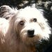 Profile Picture of Alice Gorgolinski (@agorgolinski) on Pinterest