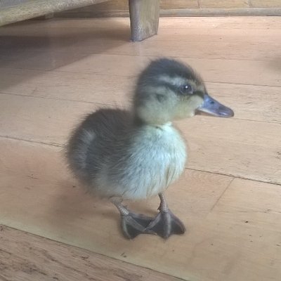Profile Picture of Kitkat (@kate_given) on Twitter