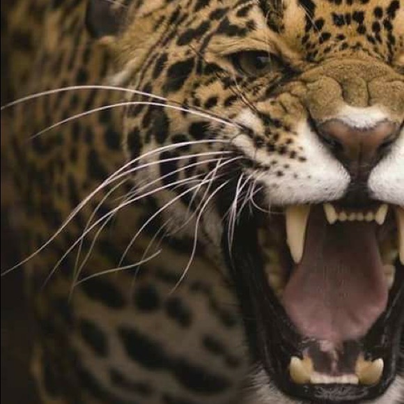 Profile Picture of Lisa Wozny (@wizzardswand) on Poshmark