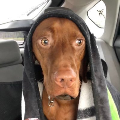 Profile Picture of Tickle Me Homo (@AndrewN36950612) on Twitter