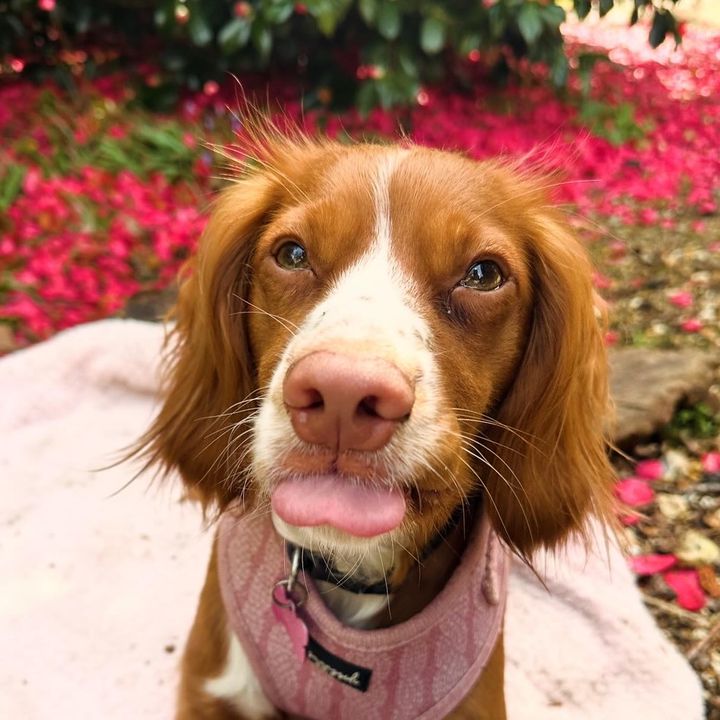Profile Picture of Darcy the cocker spaniel🐾 (@darcy.the.cocker) on Tiktok