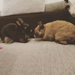 Profile Picture of Lisa Ludwig (@princessin1409) on Instagram