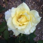 Profile Picture of Michaela Watters (@refractionsoflight) on Instagram