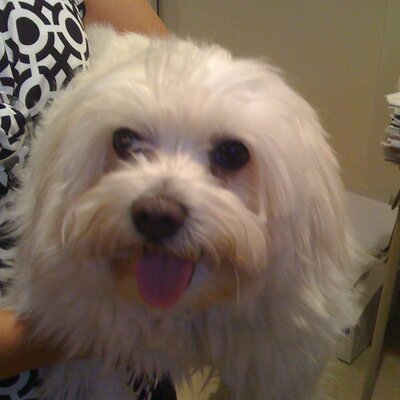 Profile Picture of Peter Harmon (@peterharmon) on Twitter