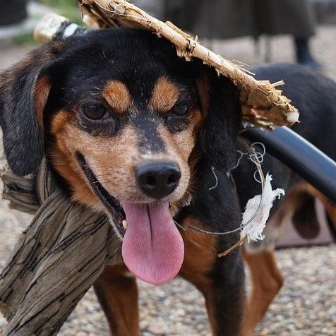 Profile Picture of 侍犬正宗 (@samuraidog) on Tiktok