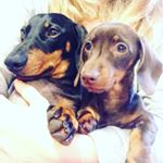Profile Picture of Otto&Ivy (@otto_and_ivy) on Instagram