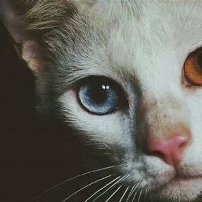 Profile Picture of Guillermo Londoño (@memo_urrego) on Twitter