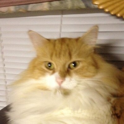 Profile Picture of Patrick Simard (@renopatsimard) on Twitter