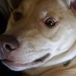 Profile Picture of Oreo, Oaks & Ginger (@oreo_oaks_ginger) on Instagram