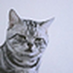 Profile Picture of Liz Wong (@lizziewong) on Flickr