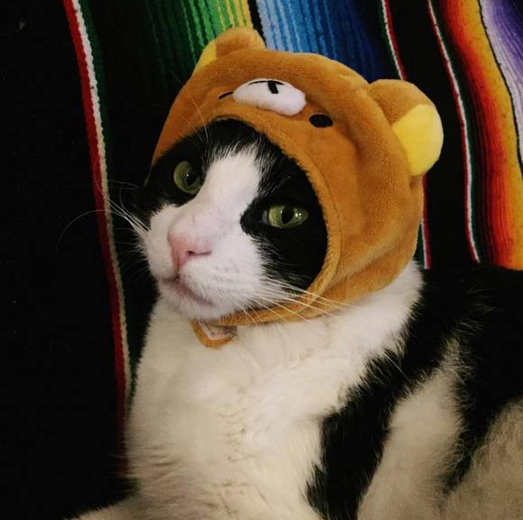 Profile Picture of Monika Chavez (@monikakarissa) on Poshmark