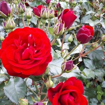 Profile Picture of Rajiv Chand (@RajivChand3) on Twitter