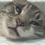 Profile Picture of Meg Schulte (@awkwardperson119) on Instagram
